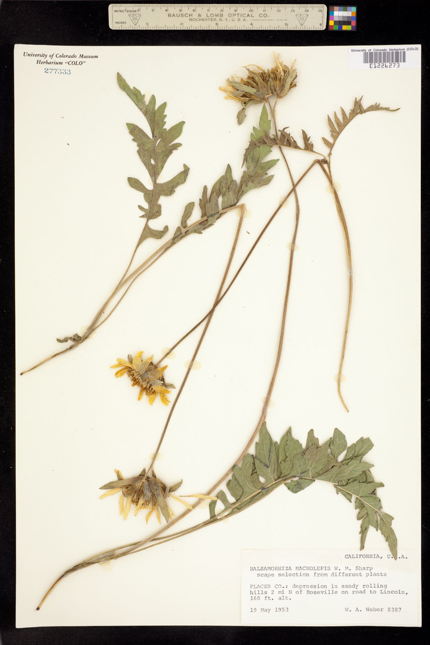 Balsamorhiza macrolepis image