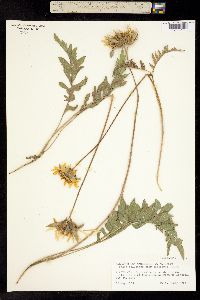 Balsamorhiza macrolepis image