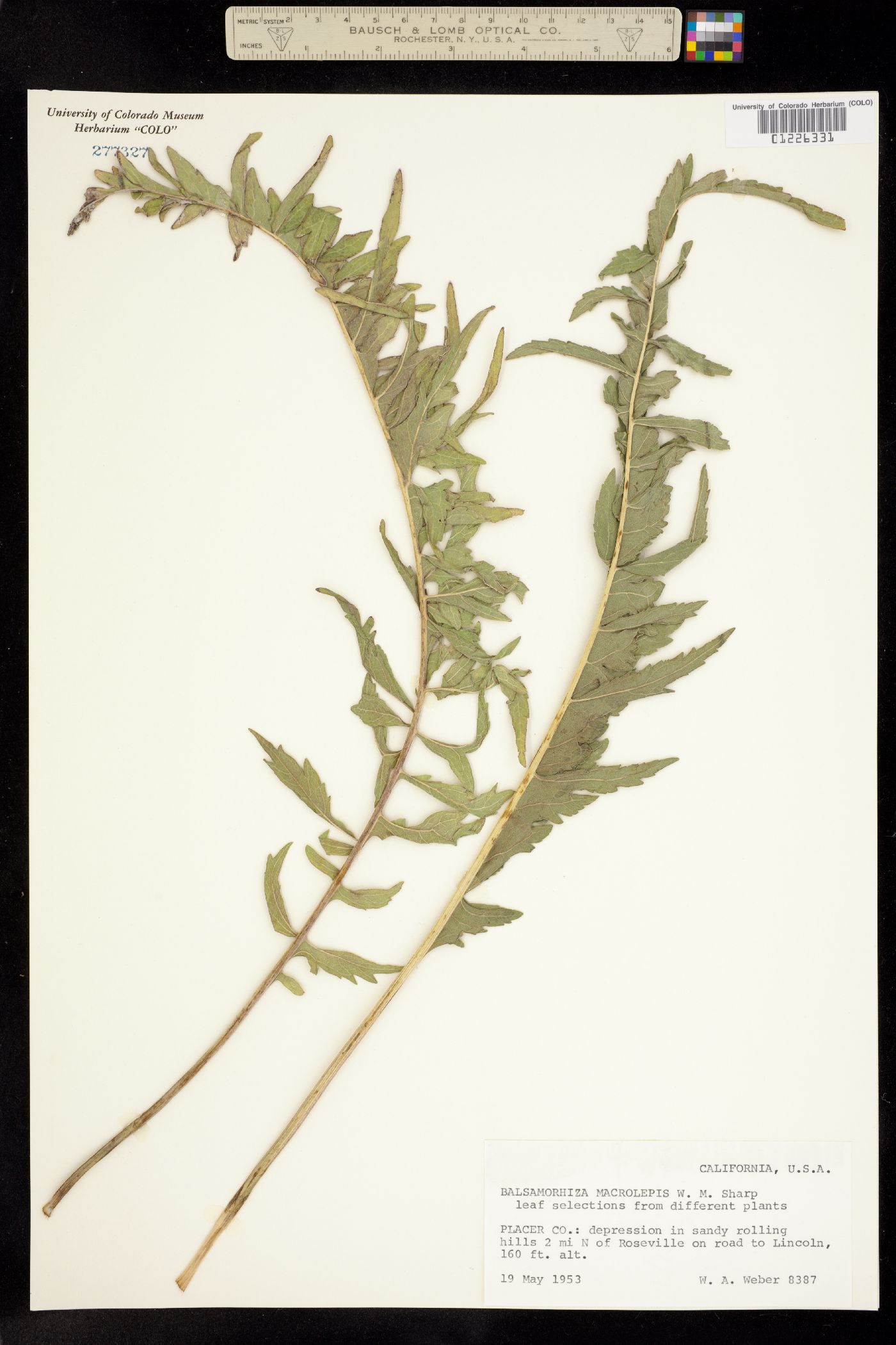 Balsamorhiza macrolepis image