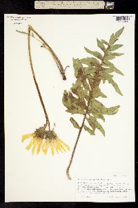 Balsamorhiza macrophylla image