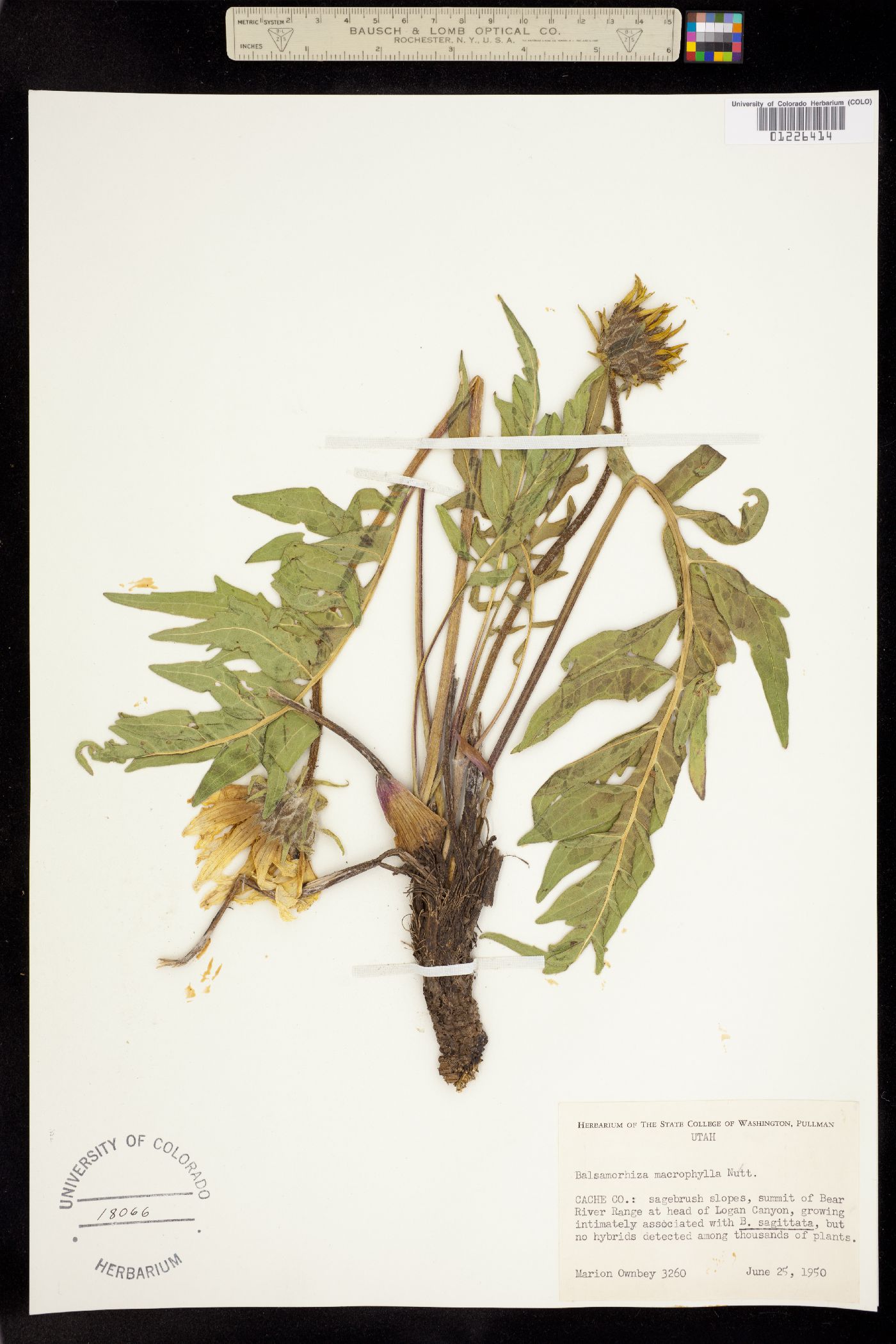 Balsamorhiza macrophylla image