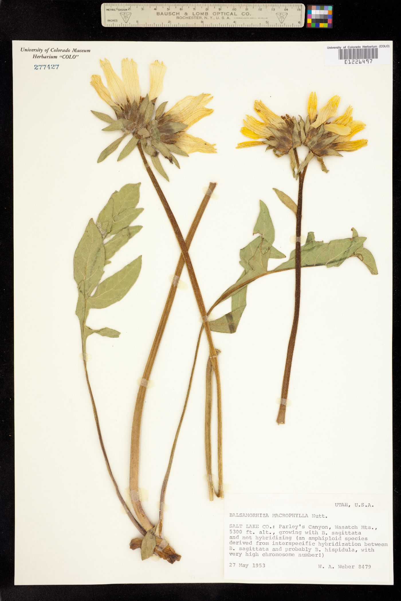 Balsamorhiza macrophylla image