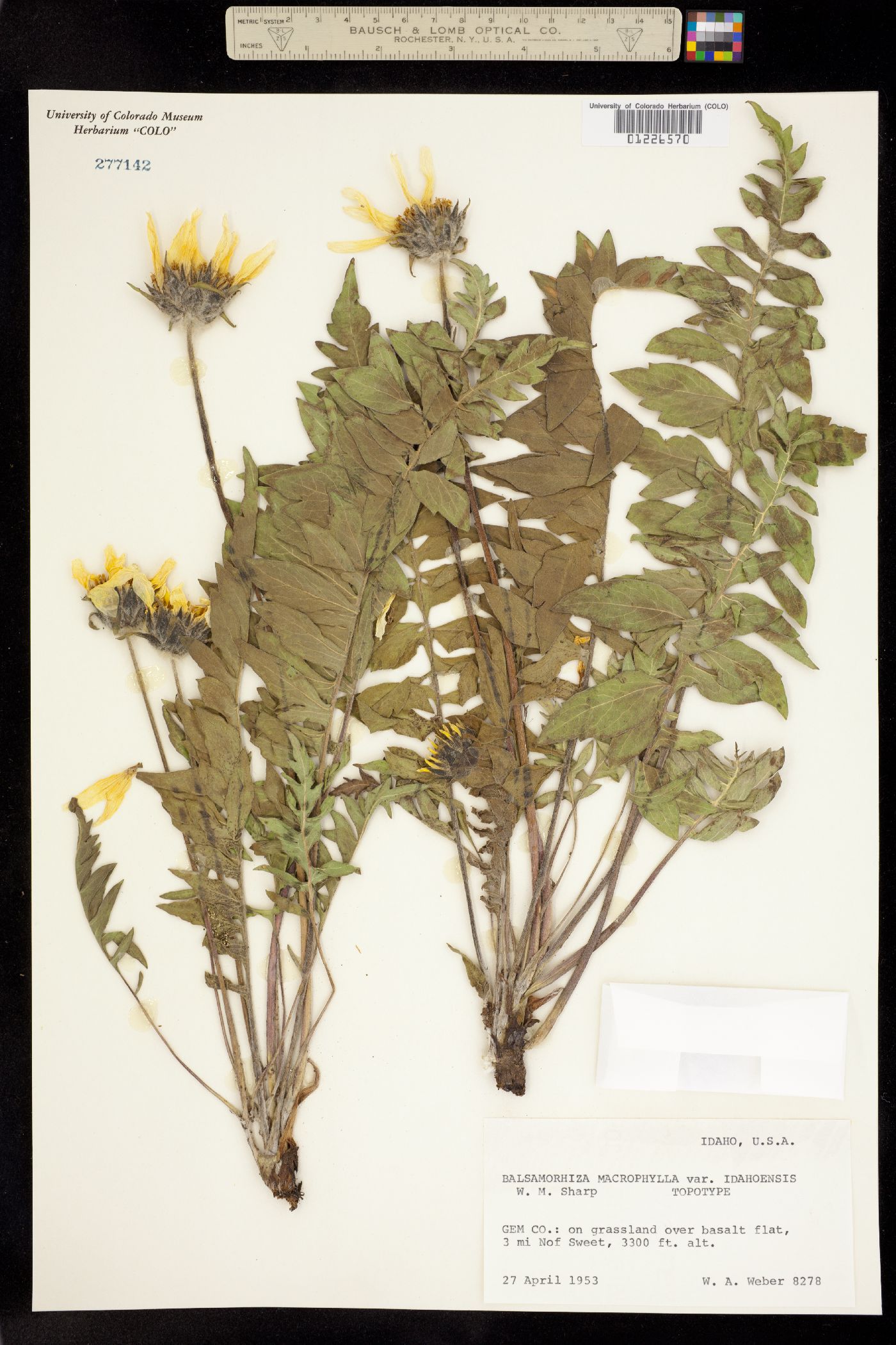 Balsamorhiza macrophylla image