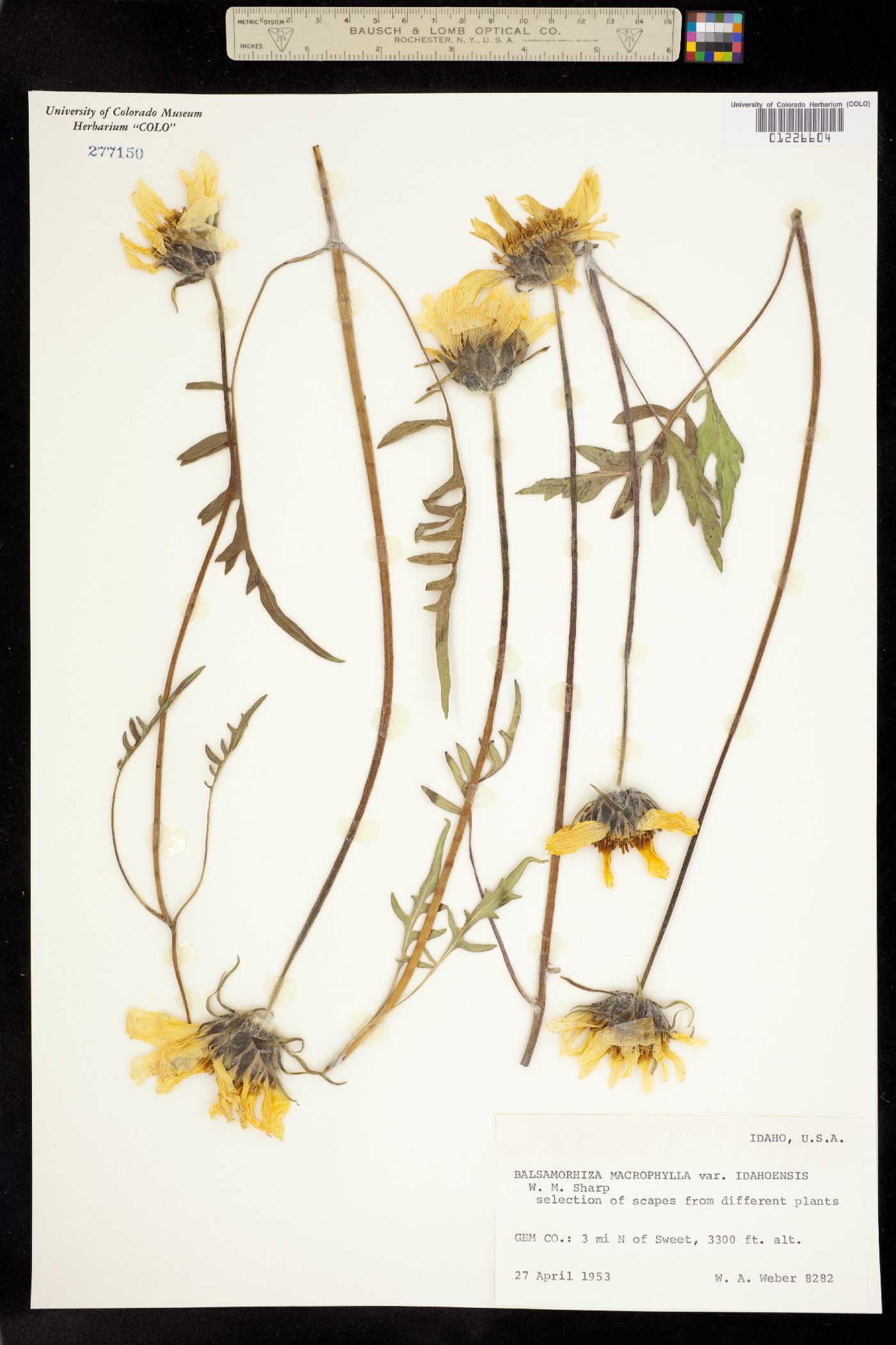Balsamorhiza macrophylla image