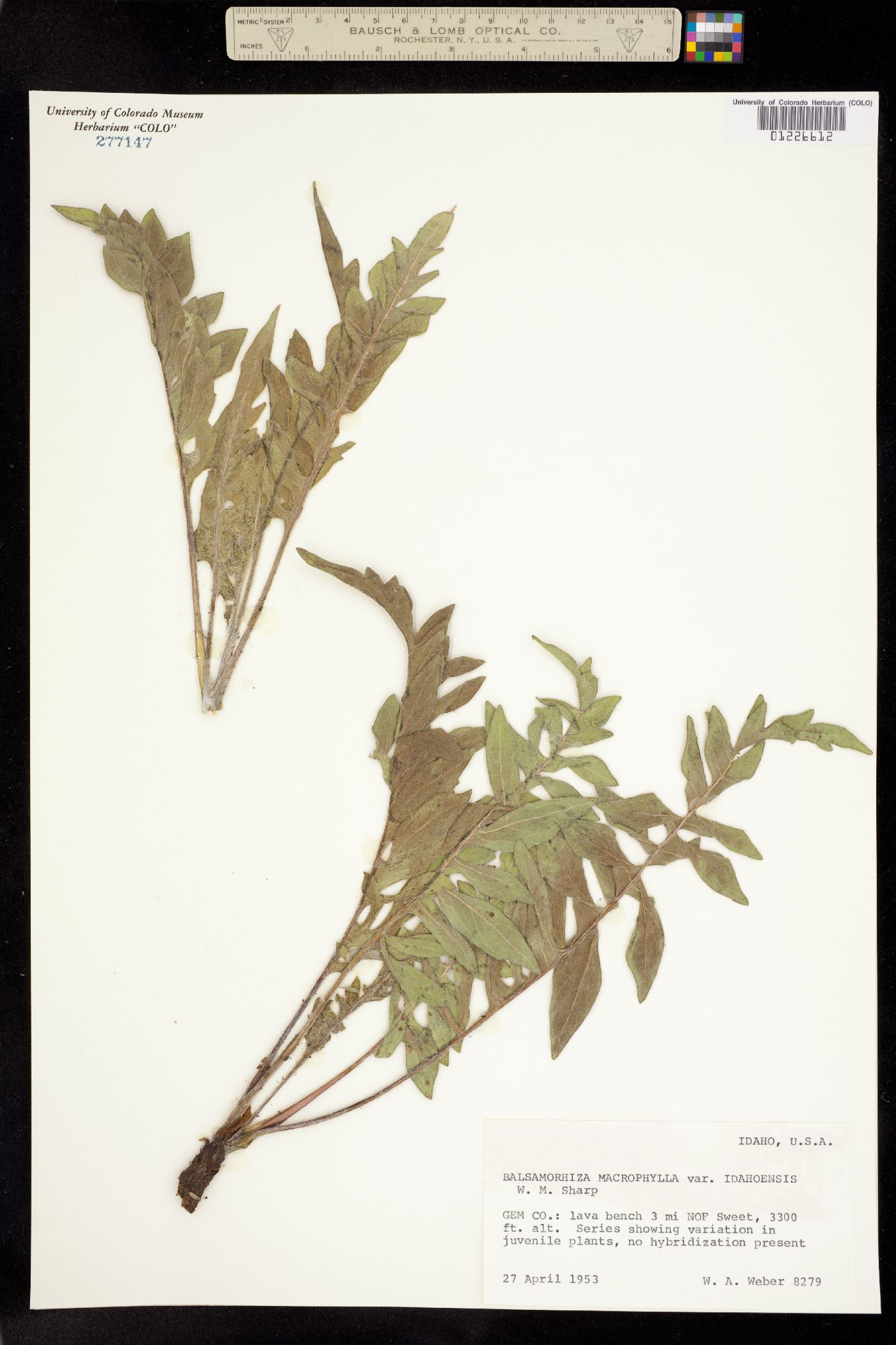 Balsamorhiza macrophylla var. idahoensis image