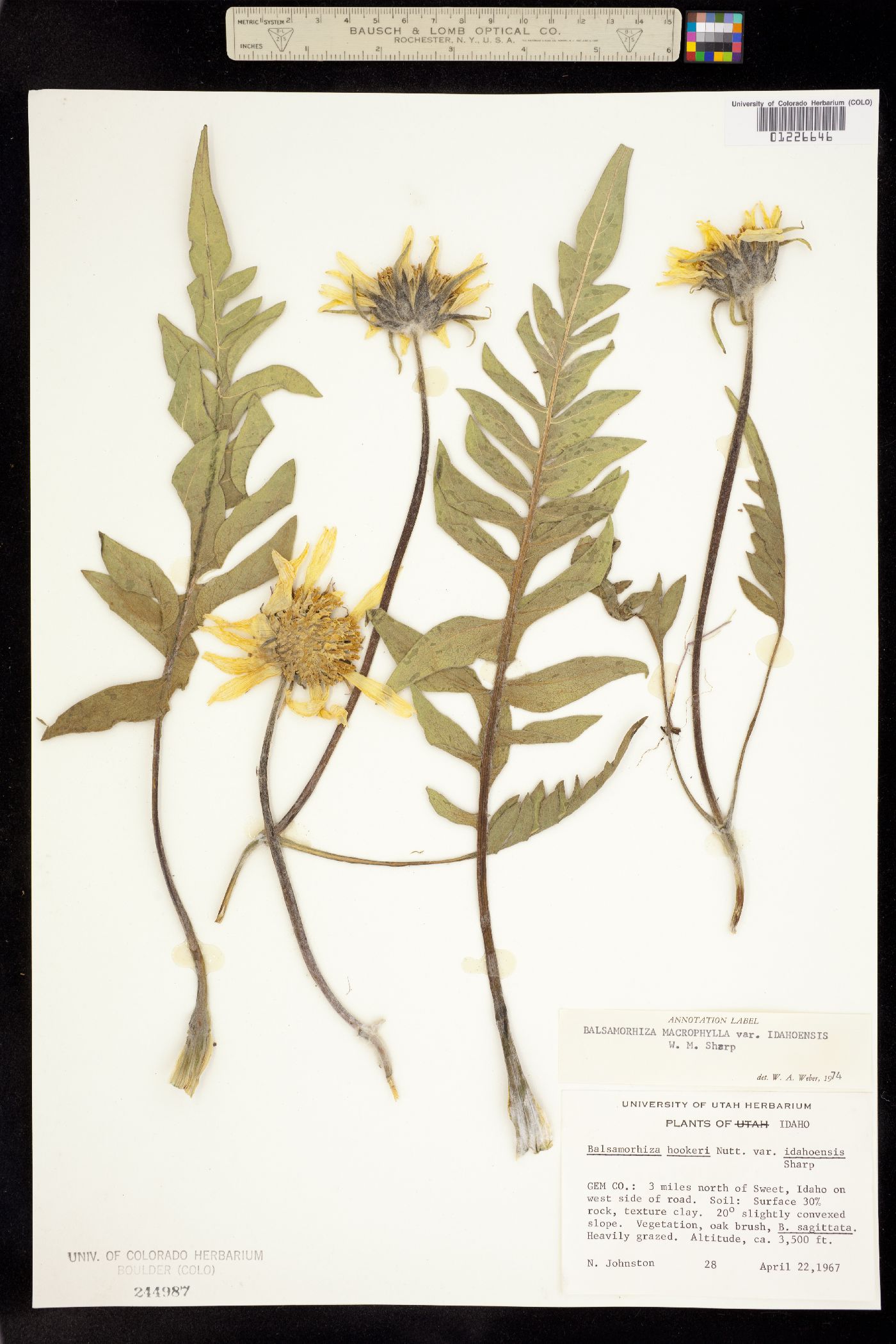 Balsamorhiza macrophylla var. idahoensis image