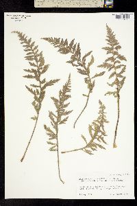 Balsamorhiza platylepis image