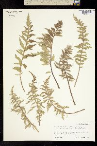 Balsamorhiza platylepis image