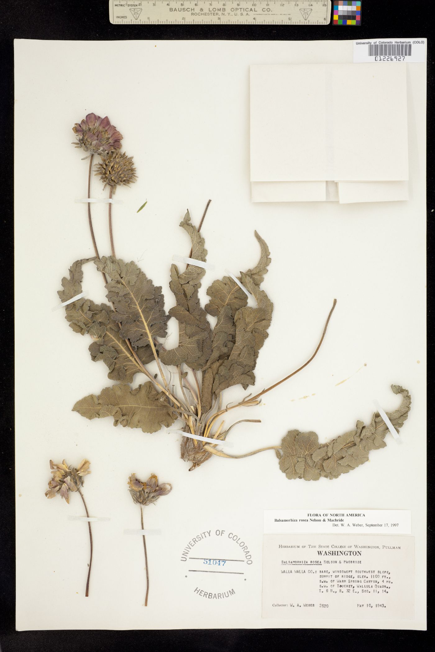 Balsamorhiza rosea image