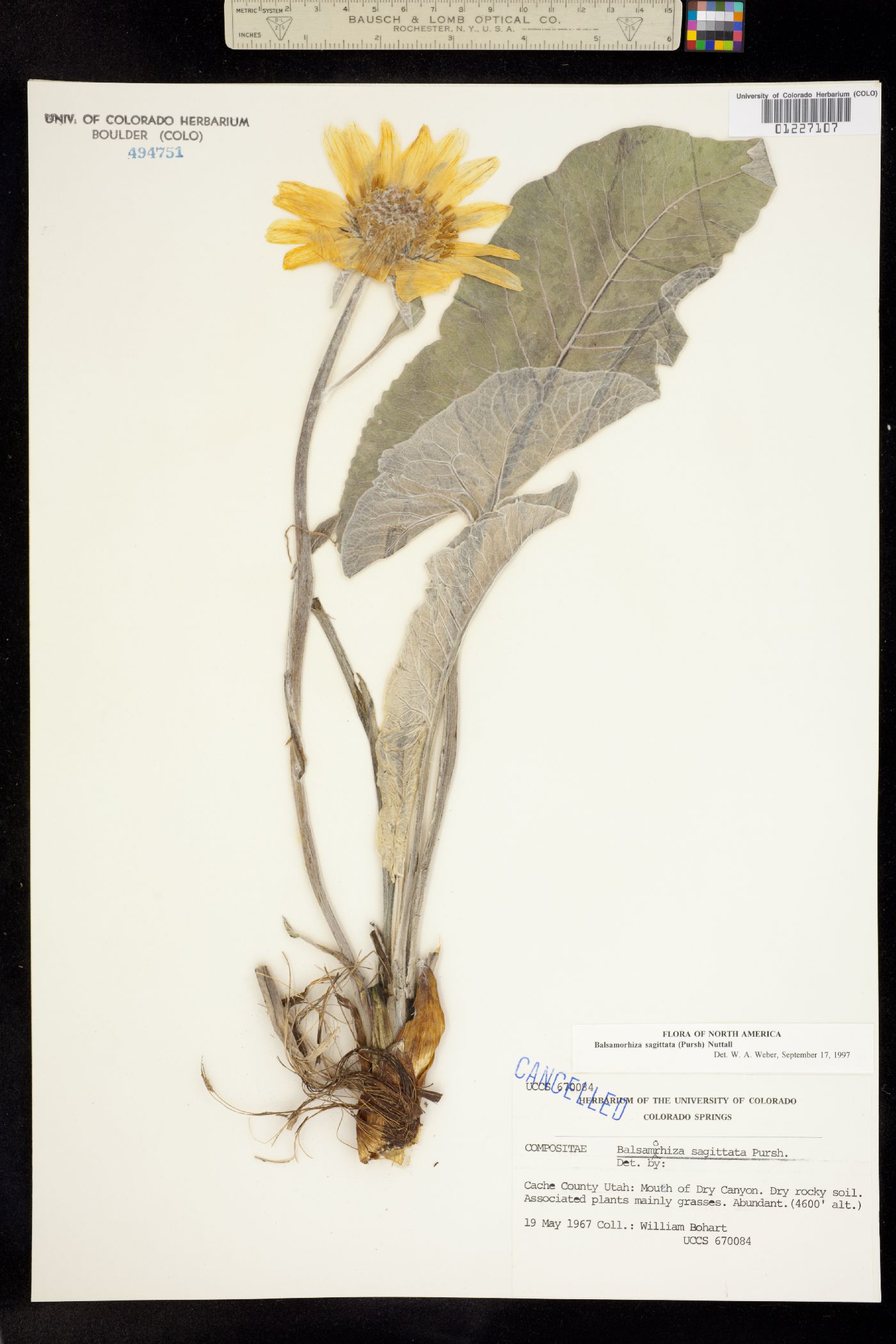 Balsamorhiza sagittata image