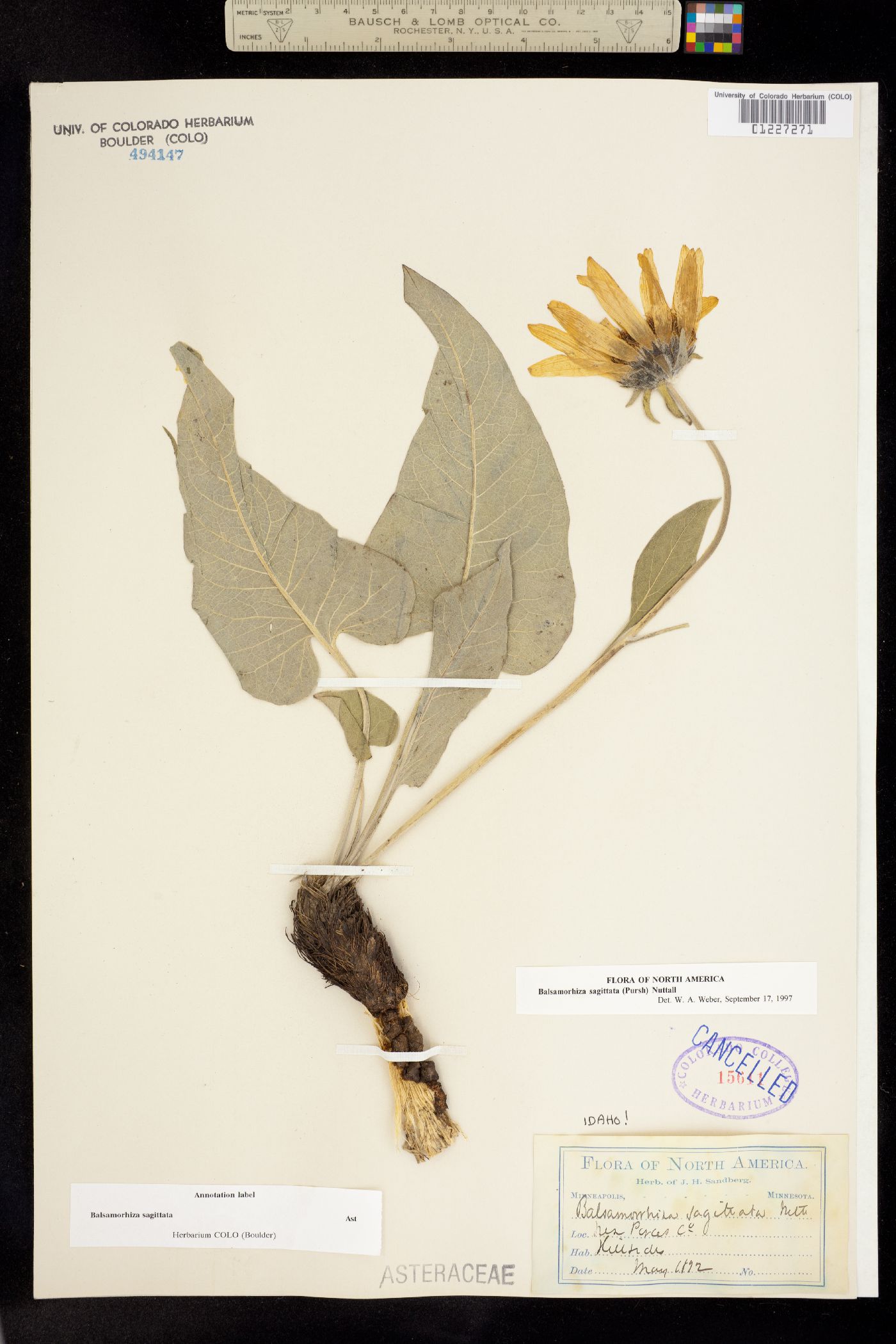 Balsamorhiza sagittata image
