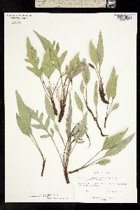 Balsamorhiza sericea image