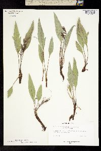Balsamorhiza sericea image