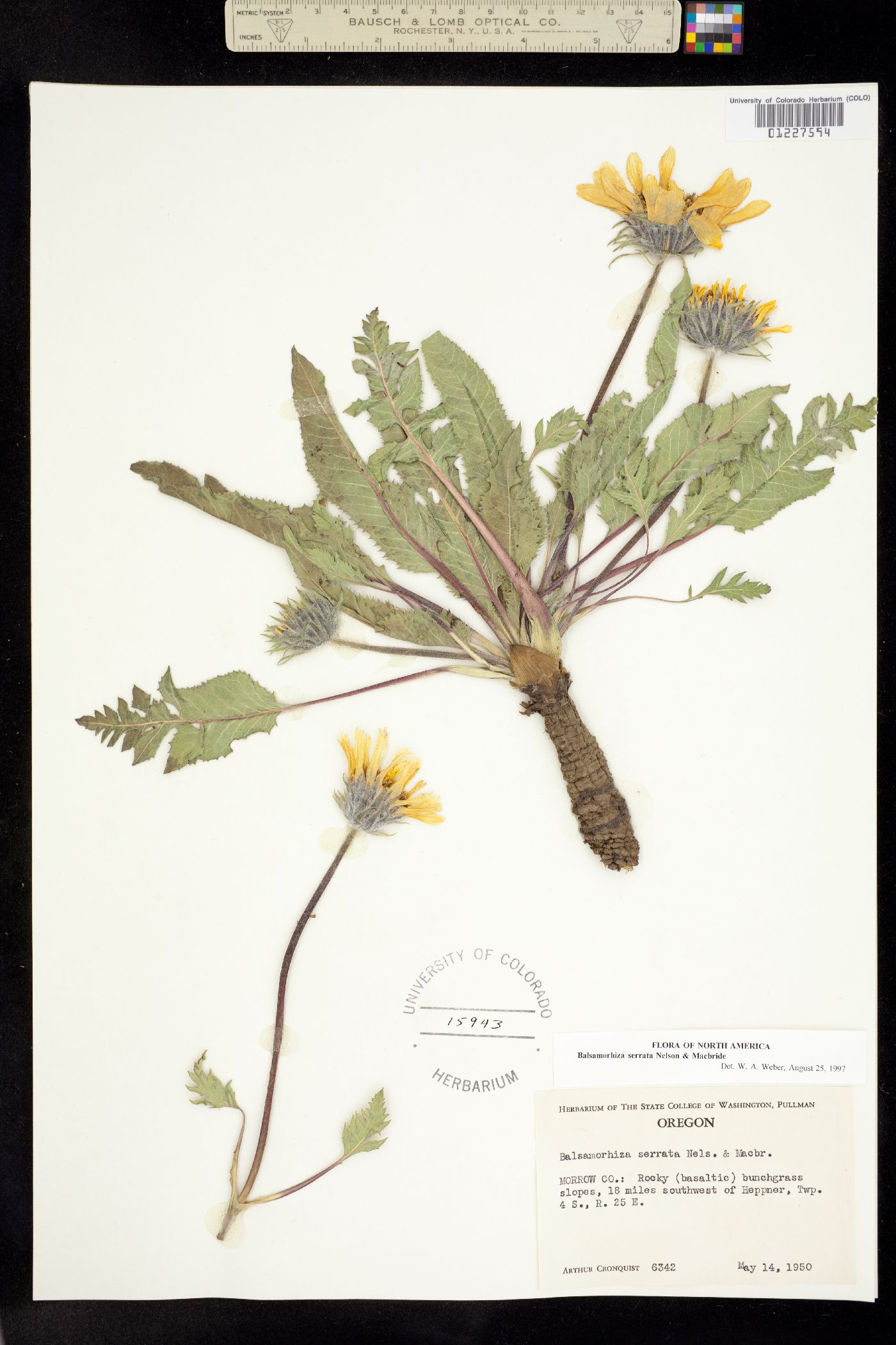 Balsamorhiza serrata image
