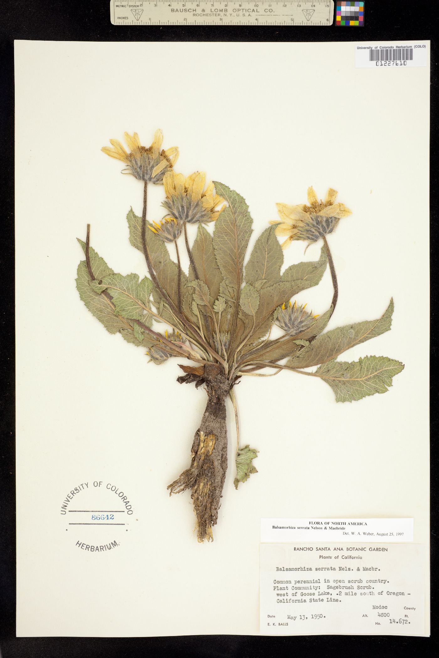 Balsamorhiza serrata image