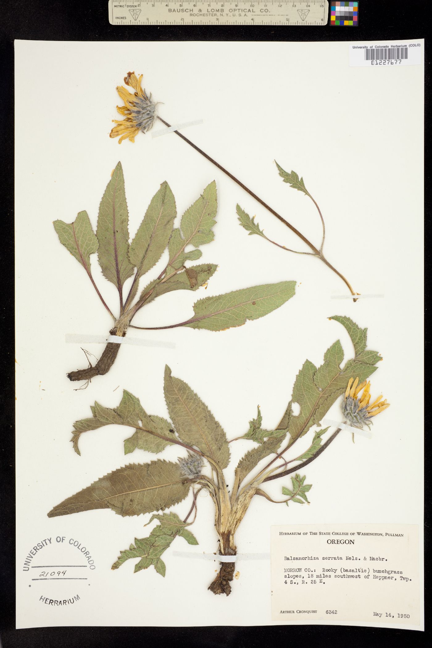 Balsamorhiza serrata image