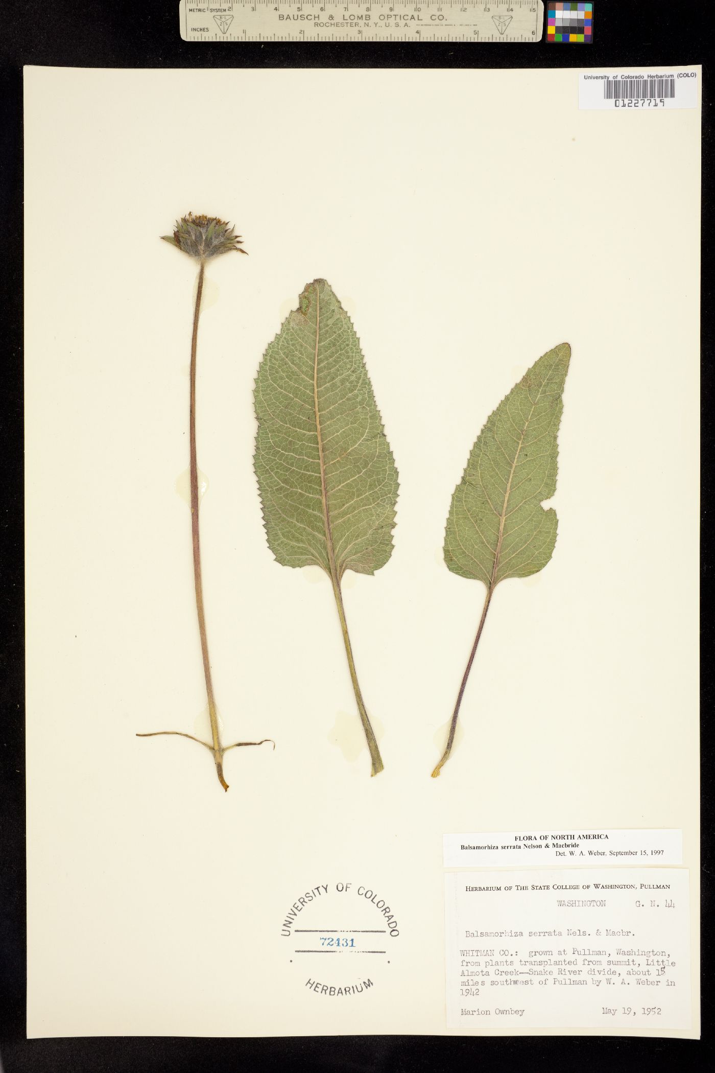 Balsamorhiza serrata image