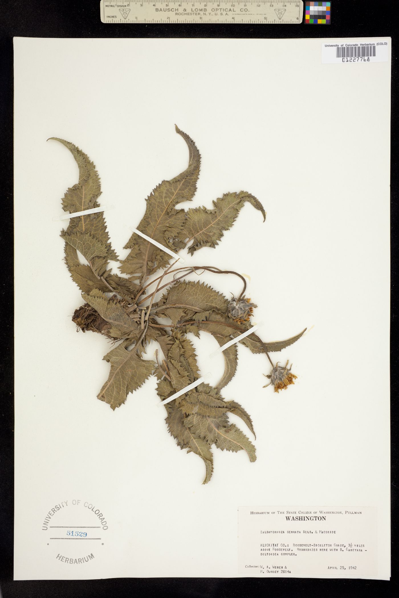 Balsamorhiza serrata image