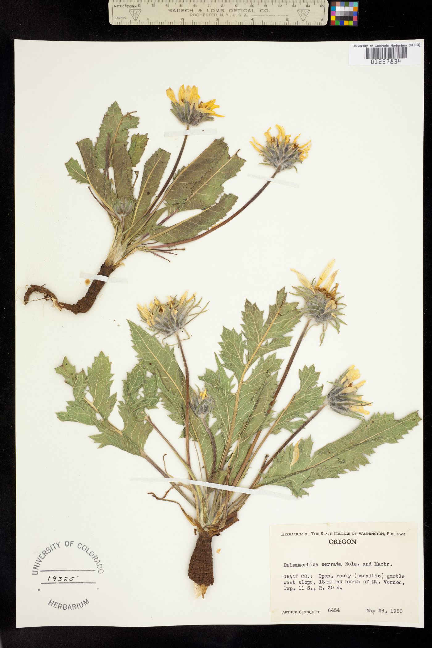 Balsamorhiza serrata image
