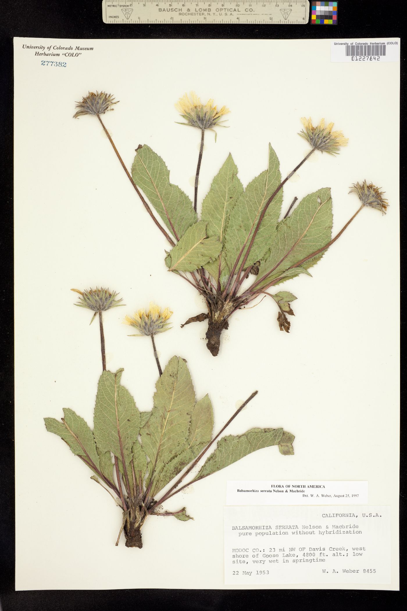 Balsamorhiza serrata image