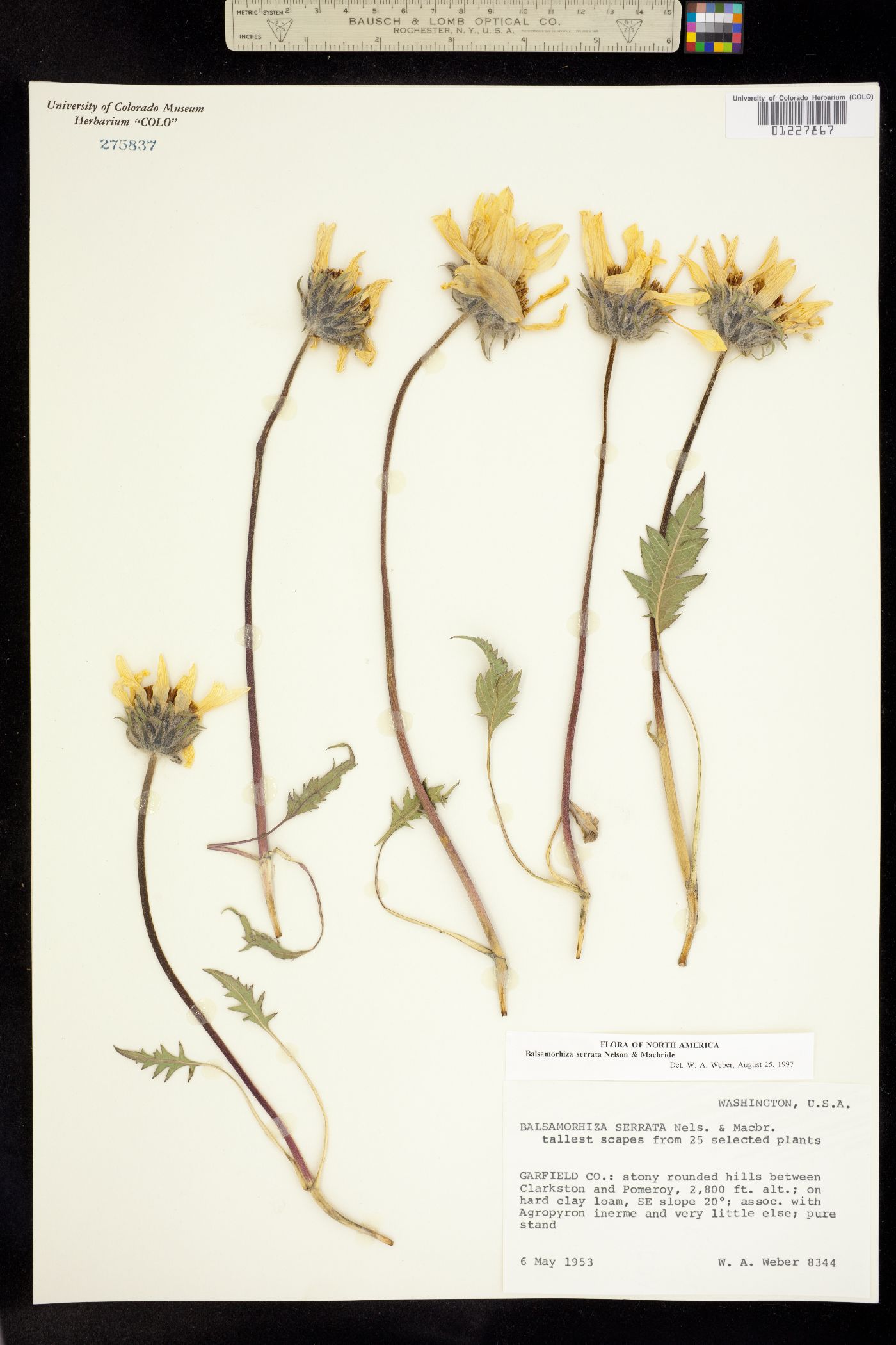 Balsamorhiza serrata image