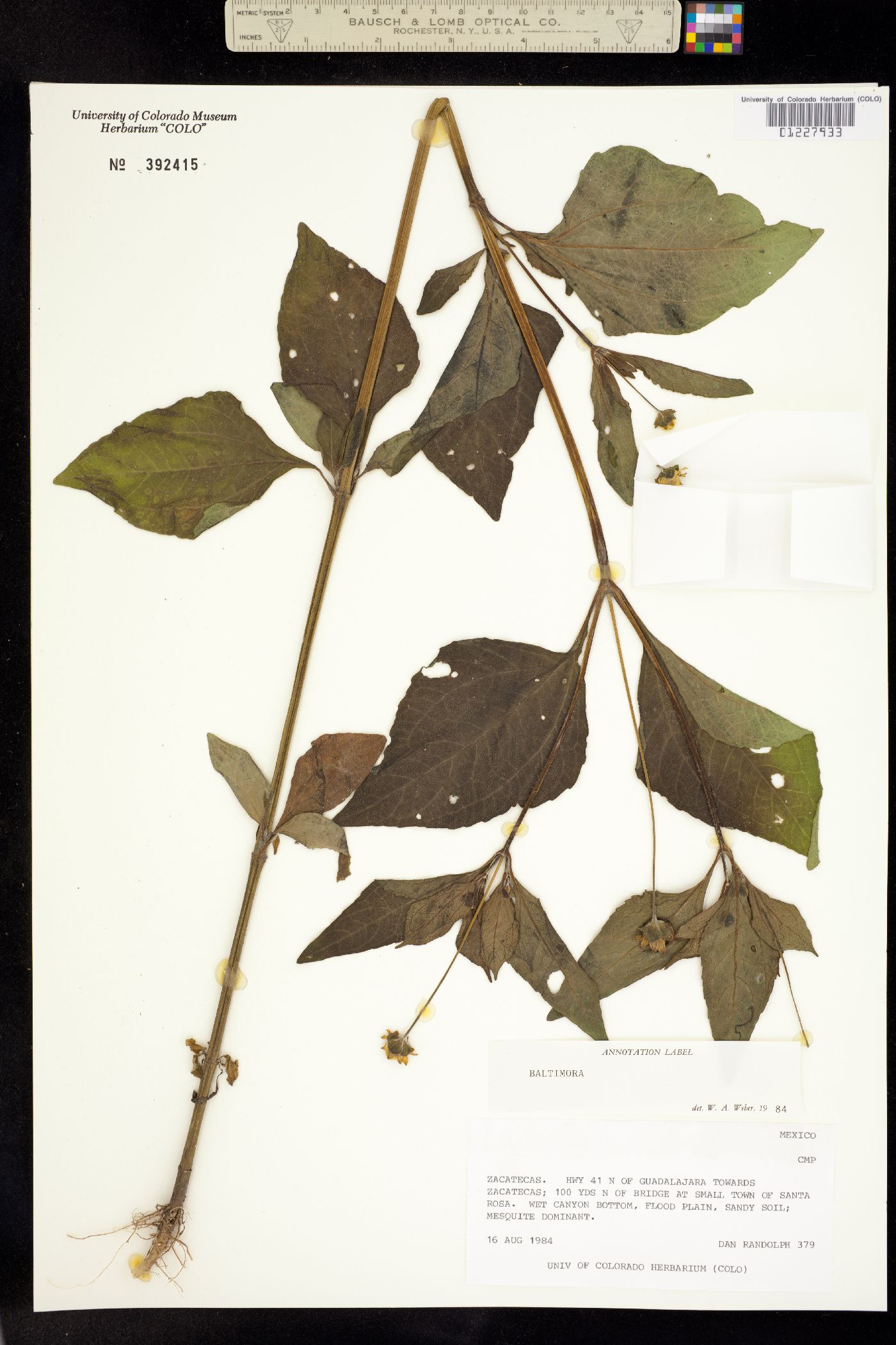Baltimora image