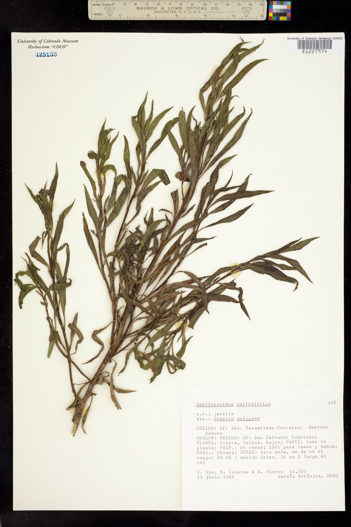 Barkleyanthus salicifolius image