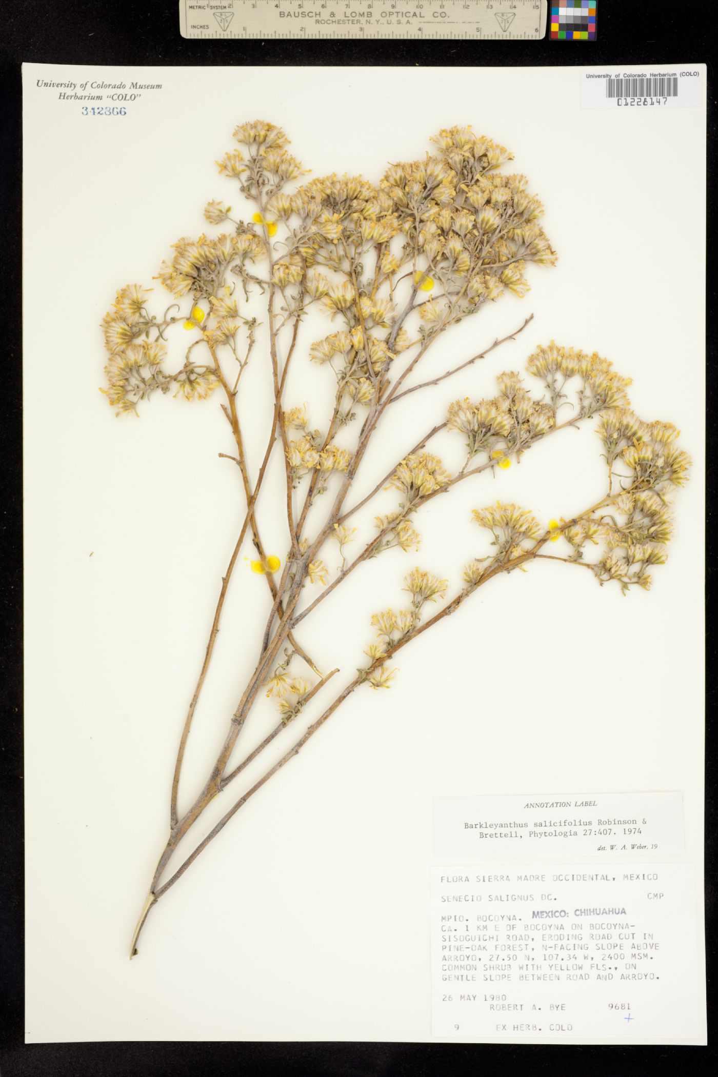 Barkleyanthus image