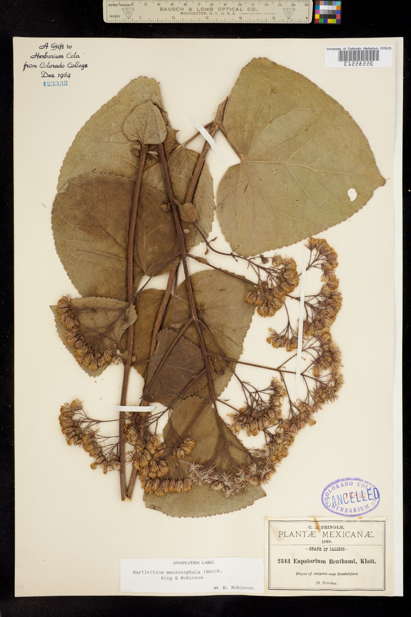 Bartlettina image