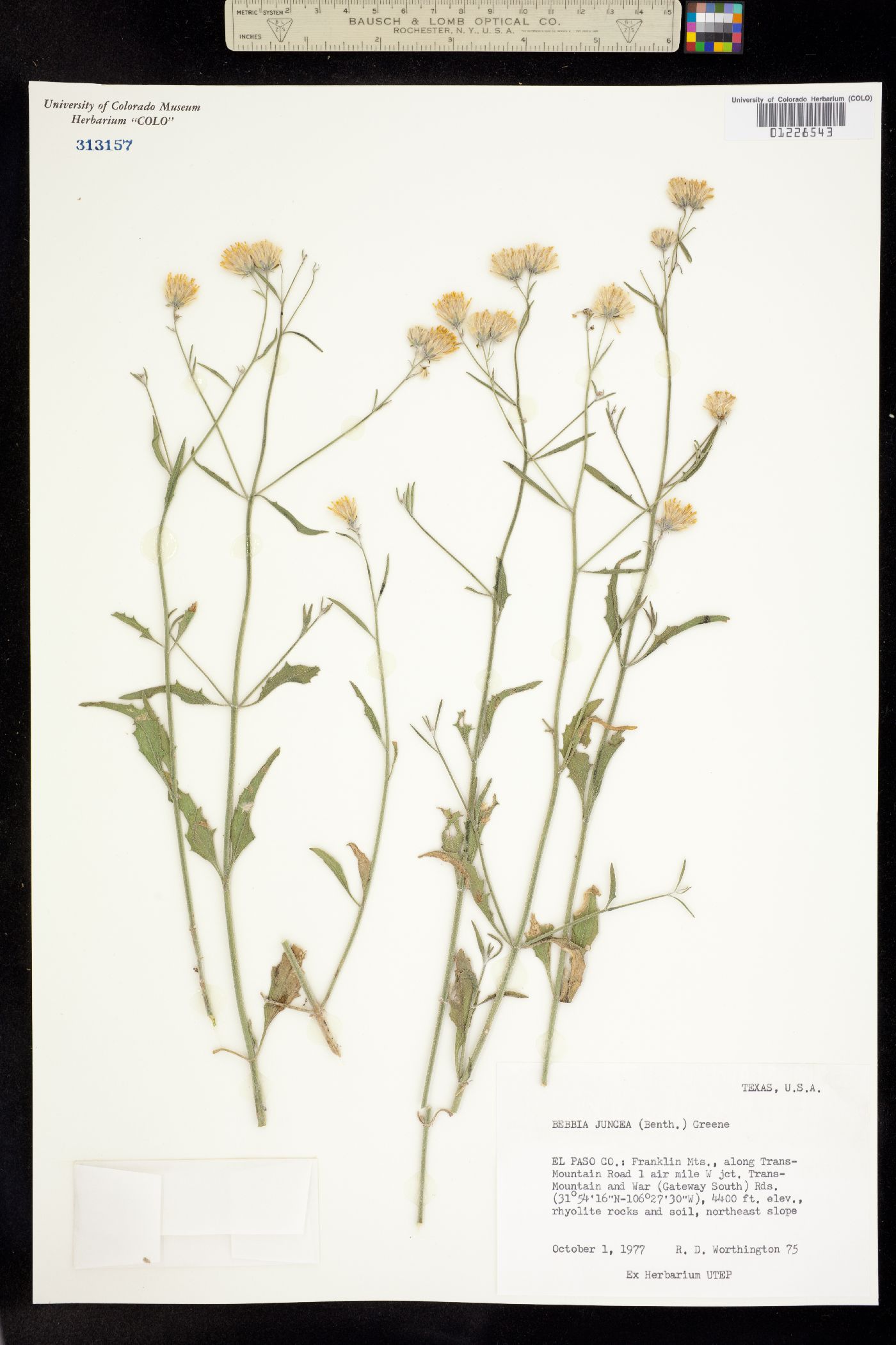Bebbia juncea image