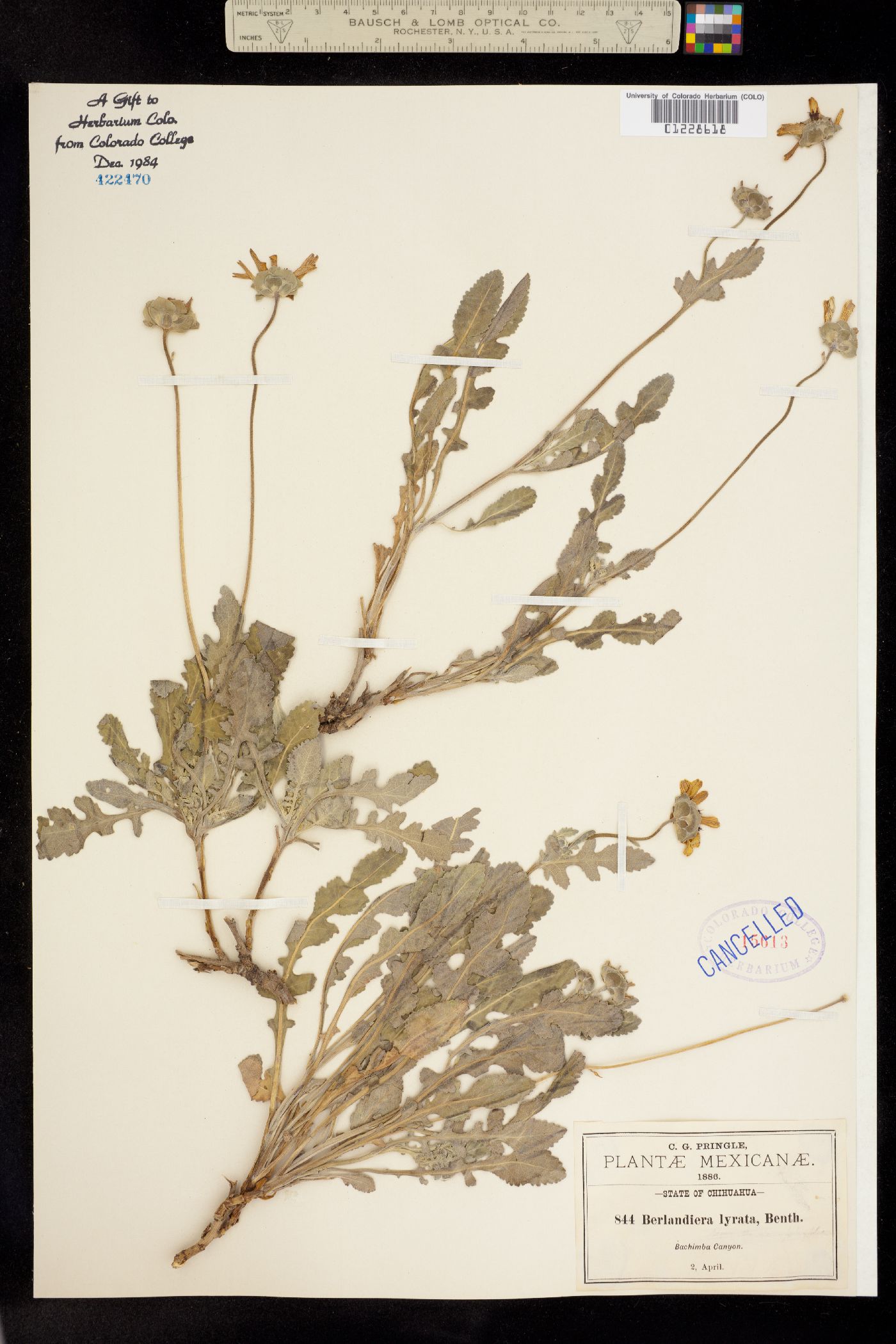 Berlandiera lyrata image