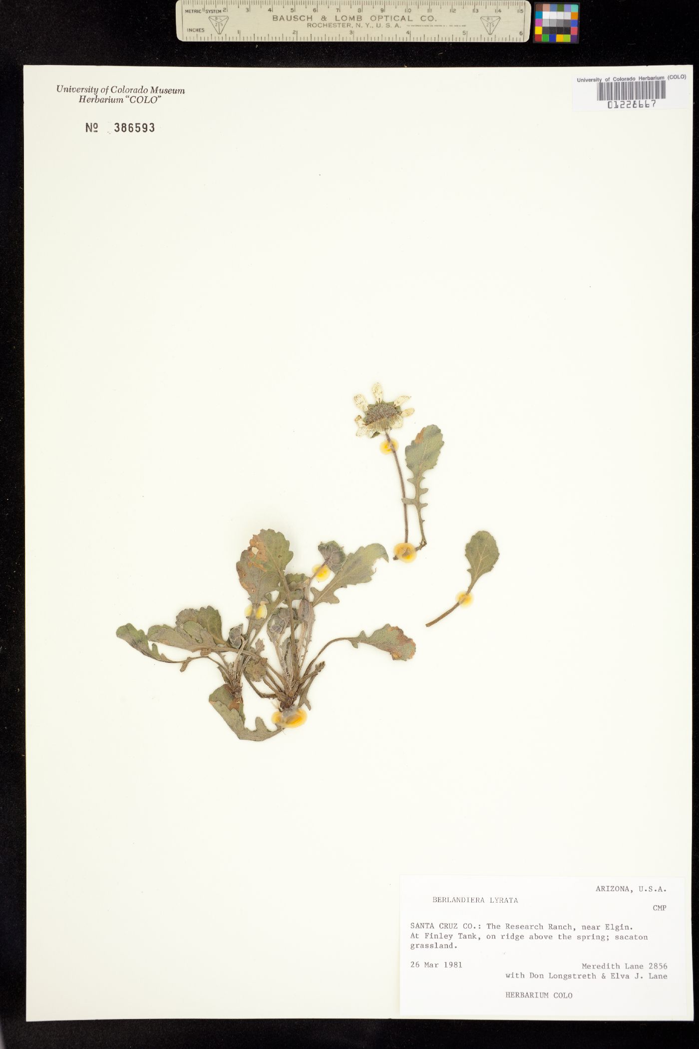 Berlandiera lyrata image