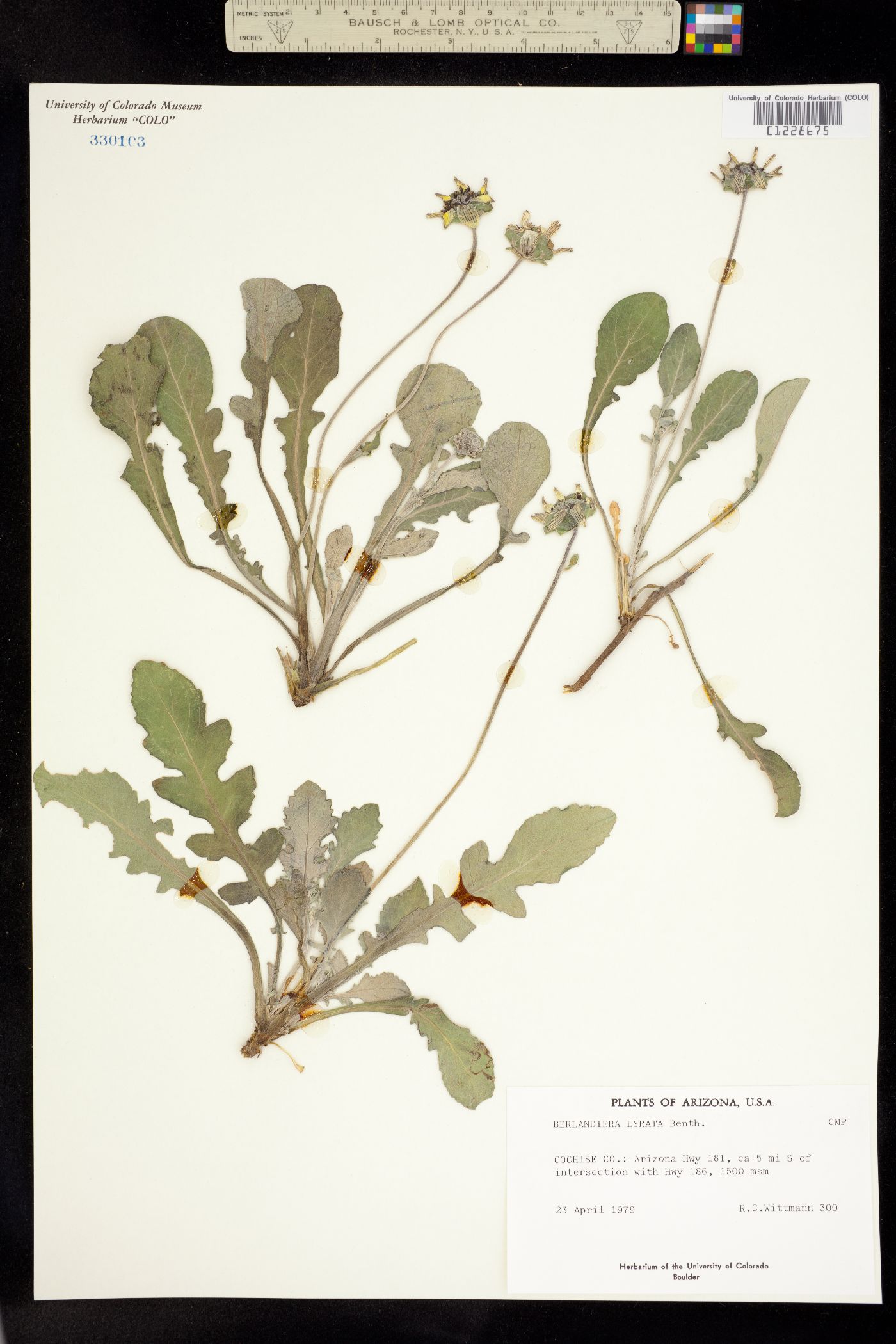 Berlandiera lyrata image