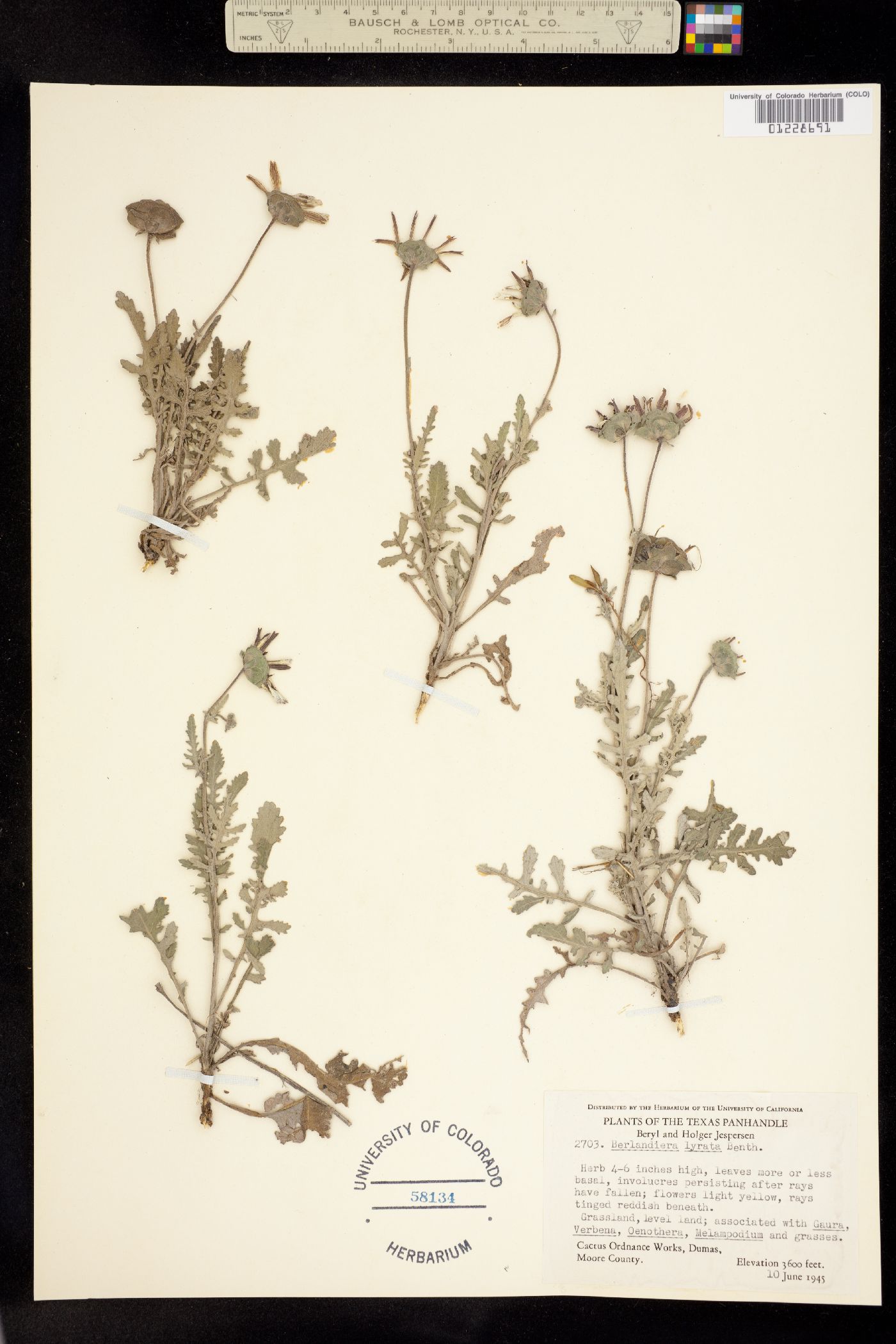 Berlandiera lyrata image