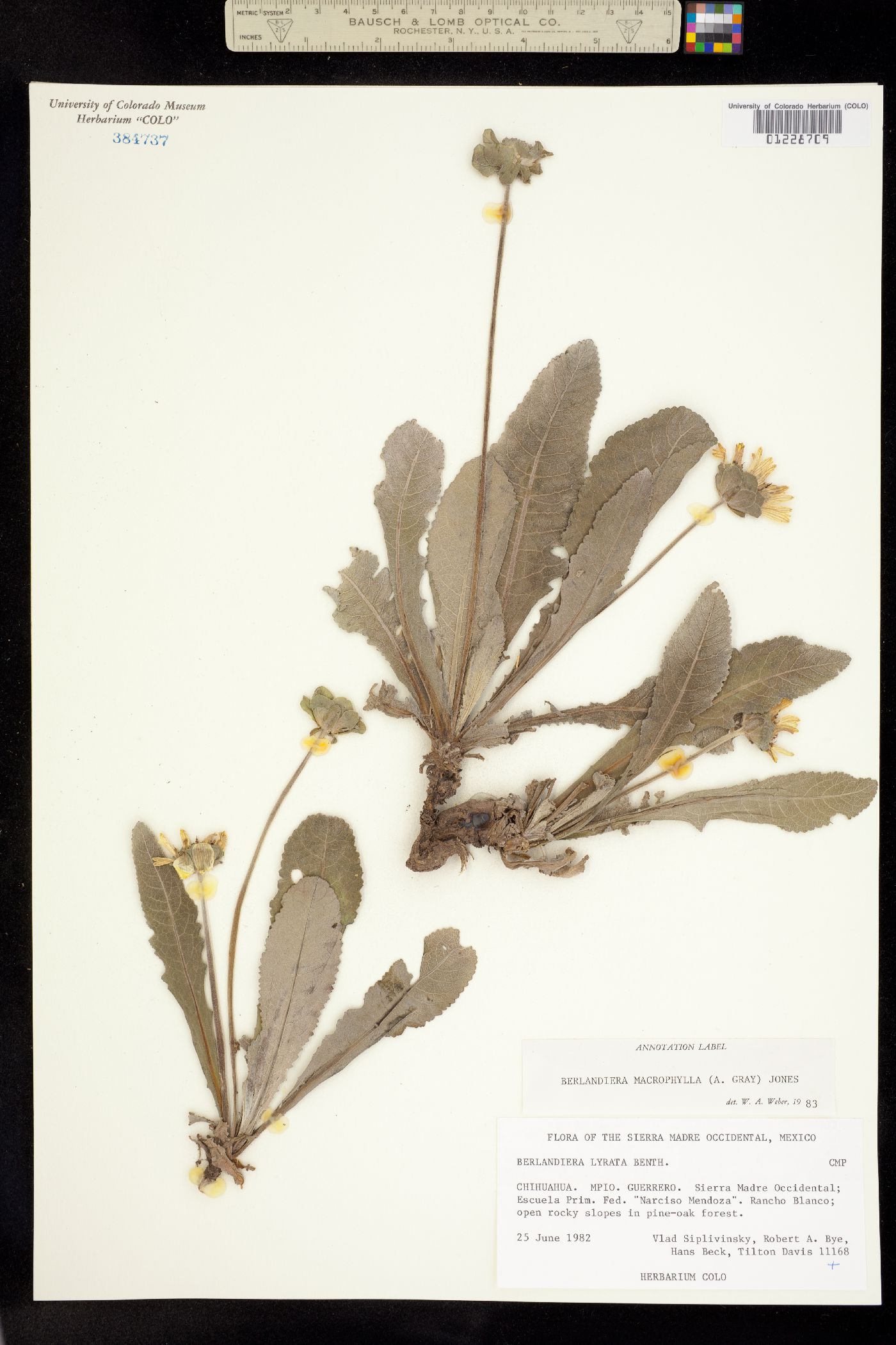 Berlandiera macrophylla image