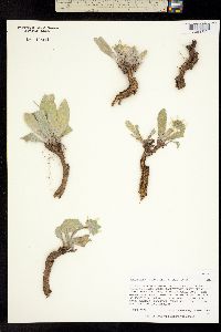 Berlandiera macrophylla image