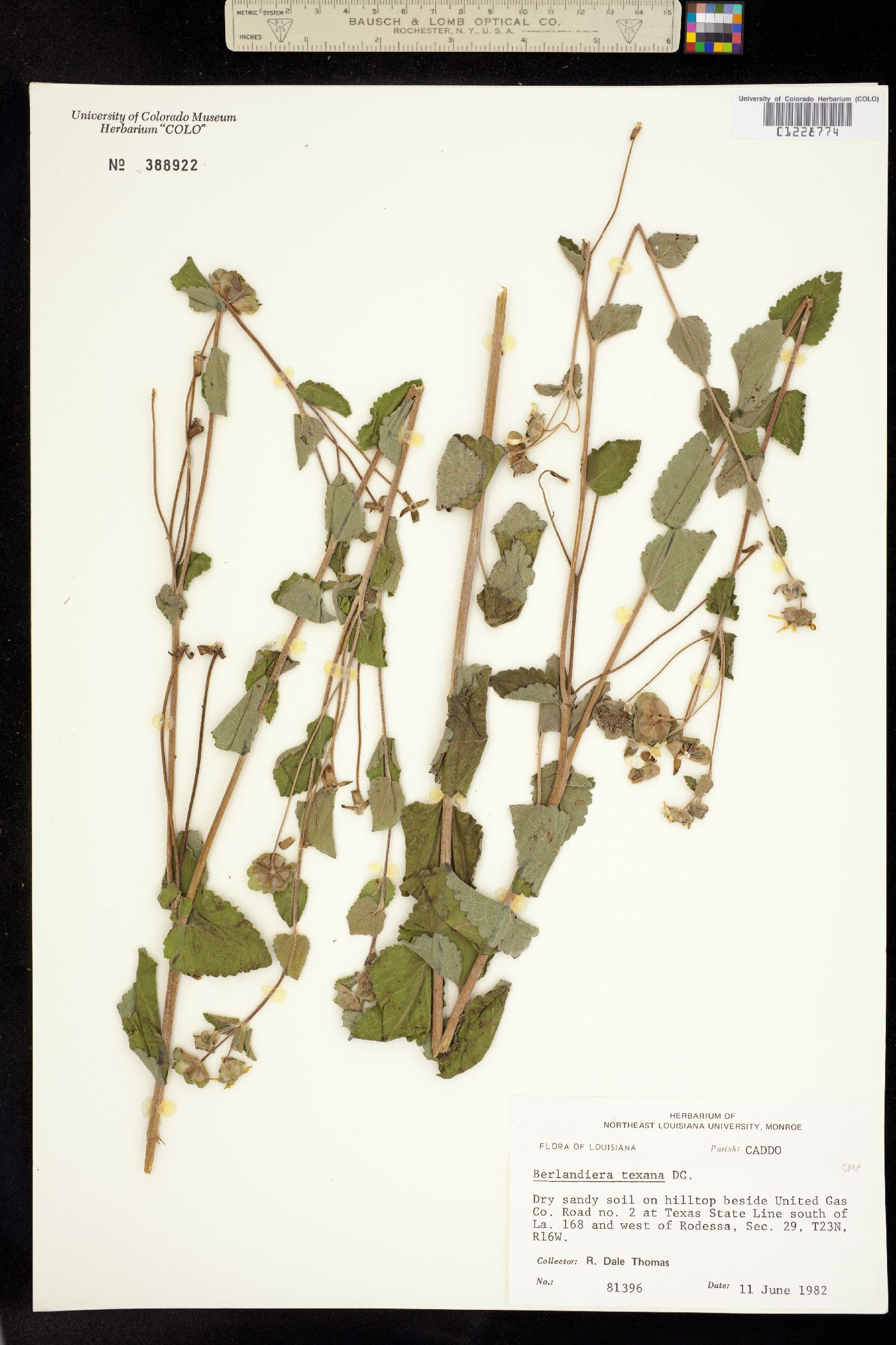 Berlandiera texana image