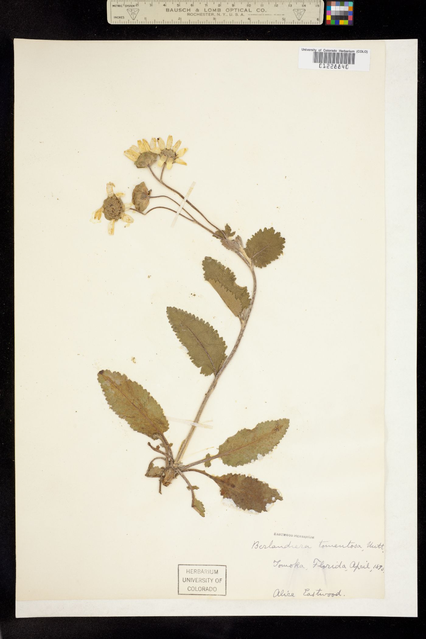 Berlandiera pumila image