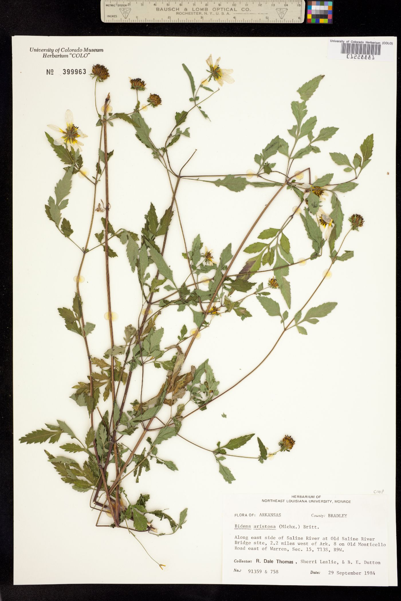 Bidens aristosa image