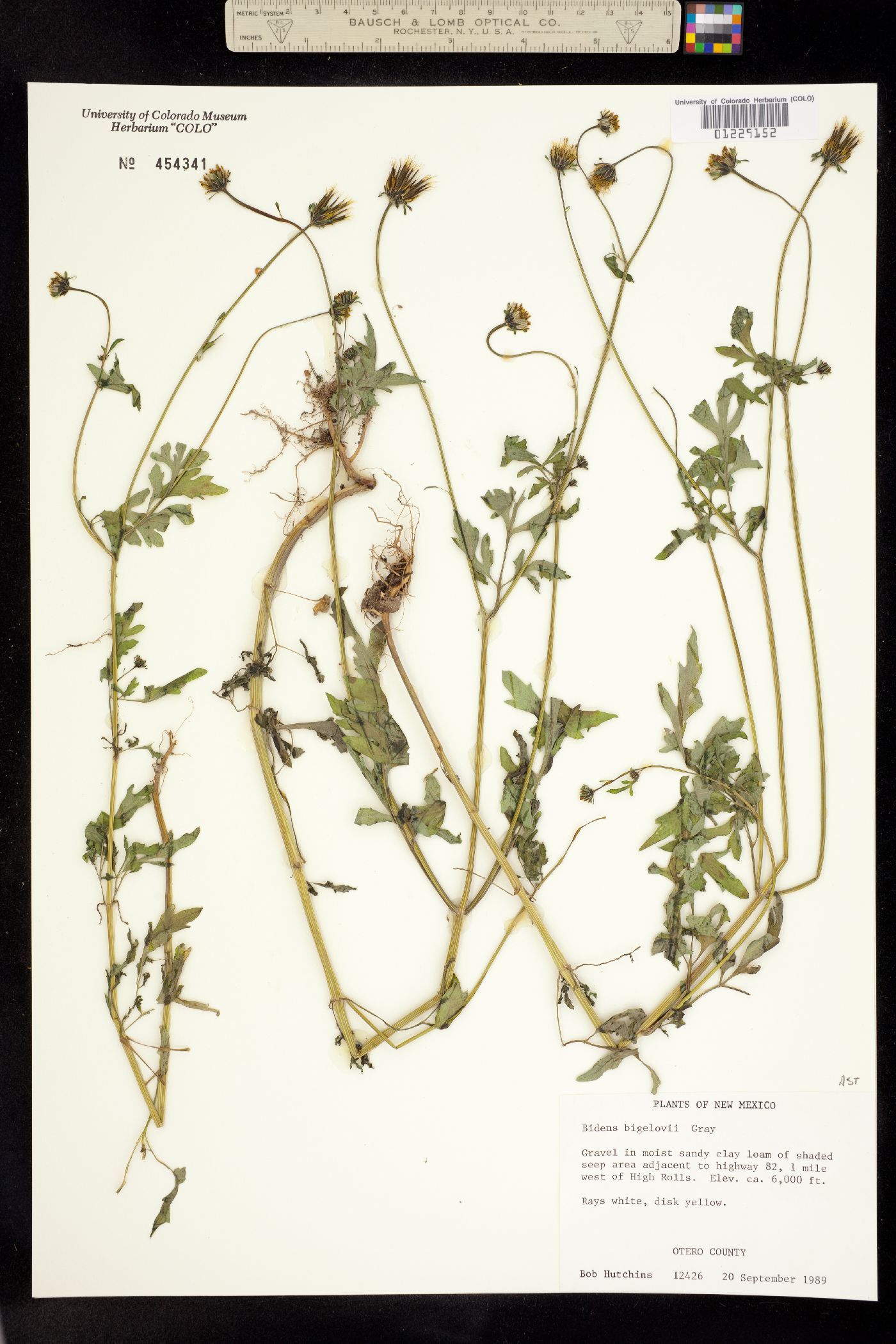 Bidens bigelovii image