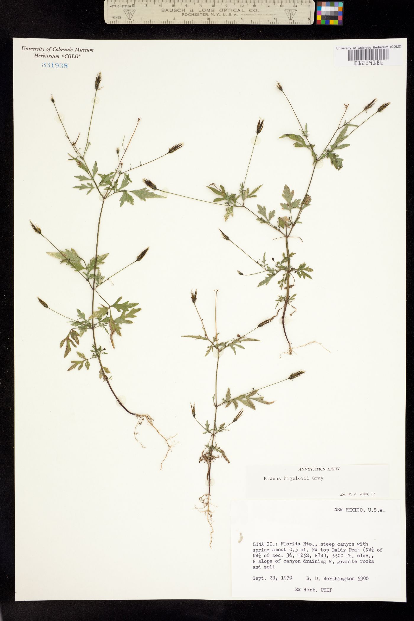 Bidens bigelovii image