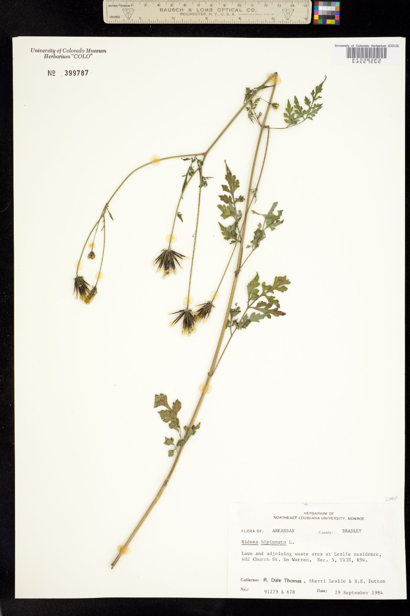 Bidens bipinnata image