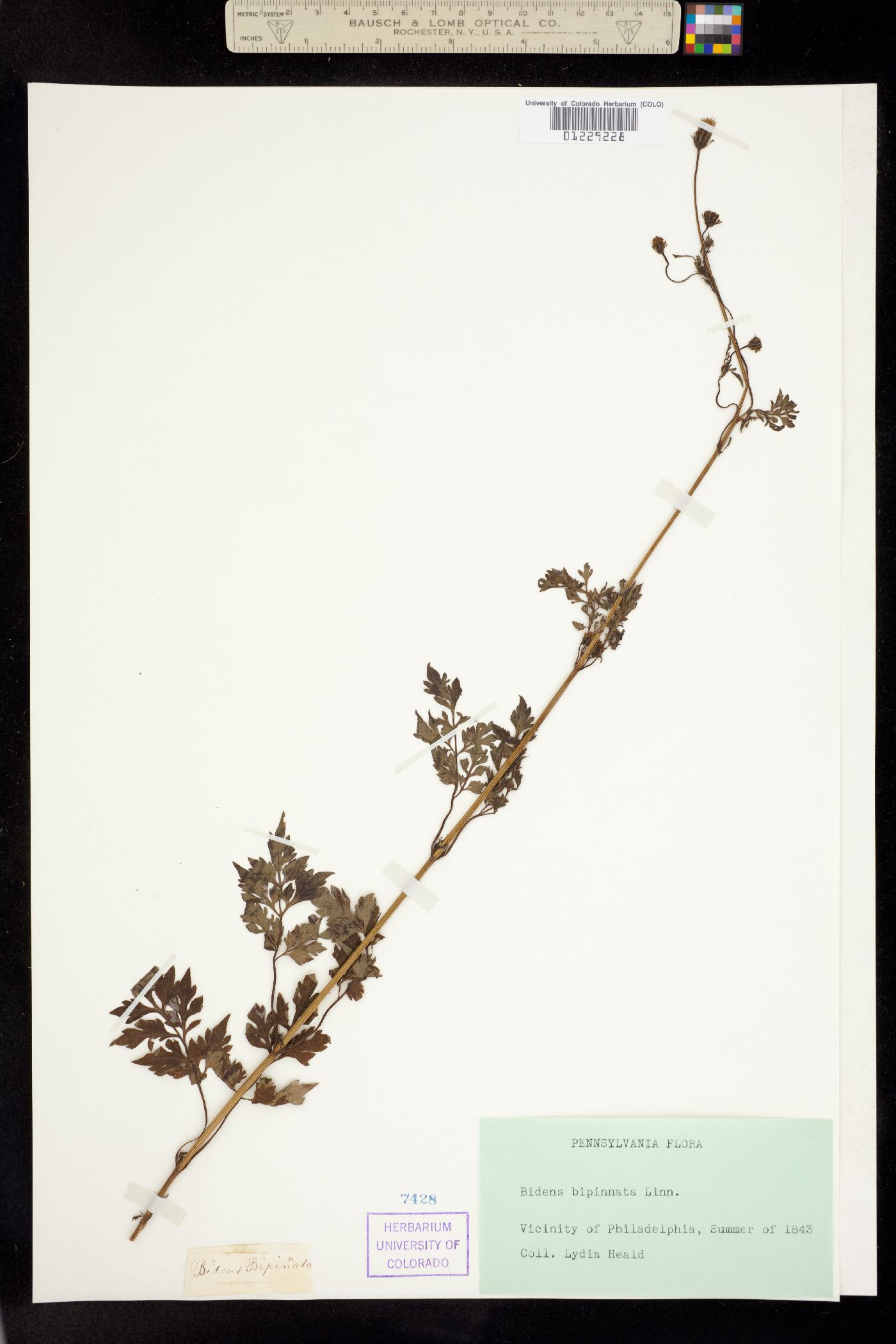 Bidens bipinnata image
