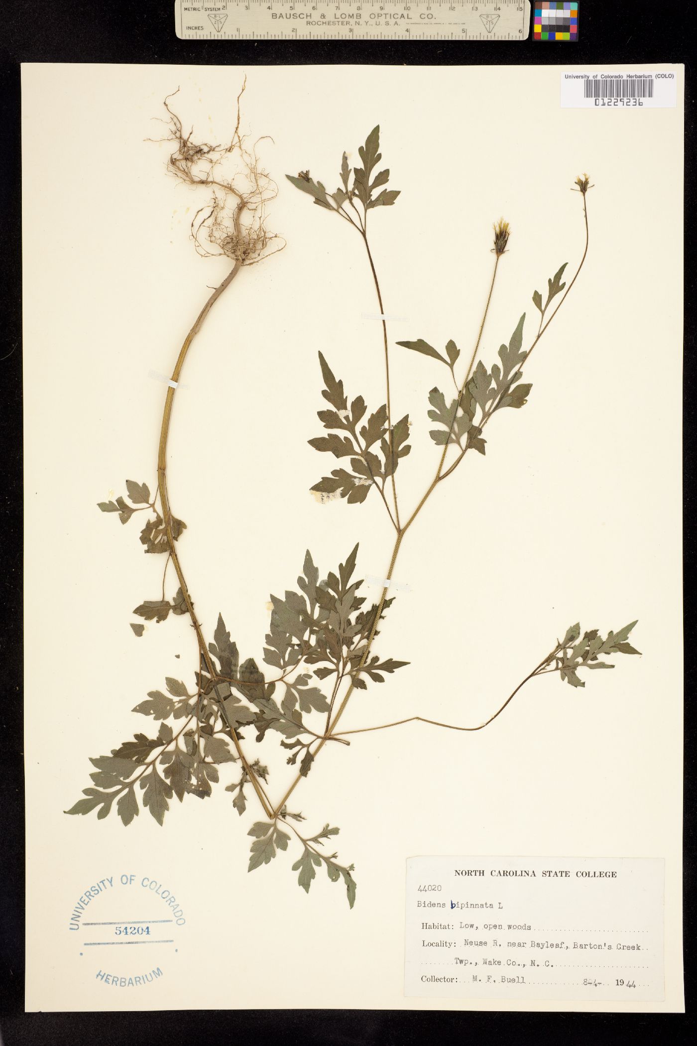 Bidens bipinnata image