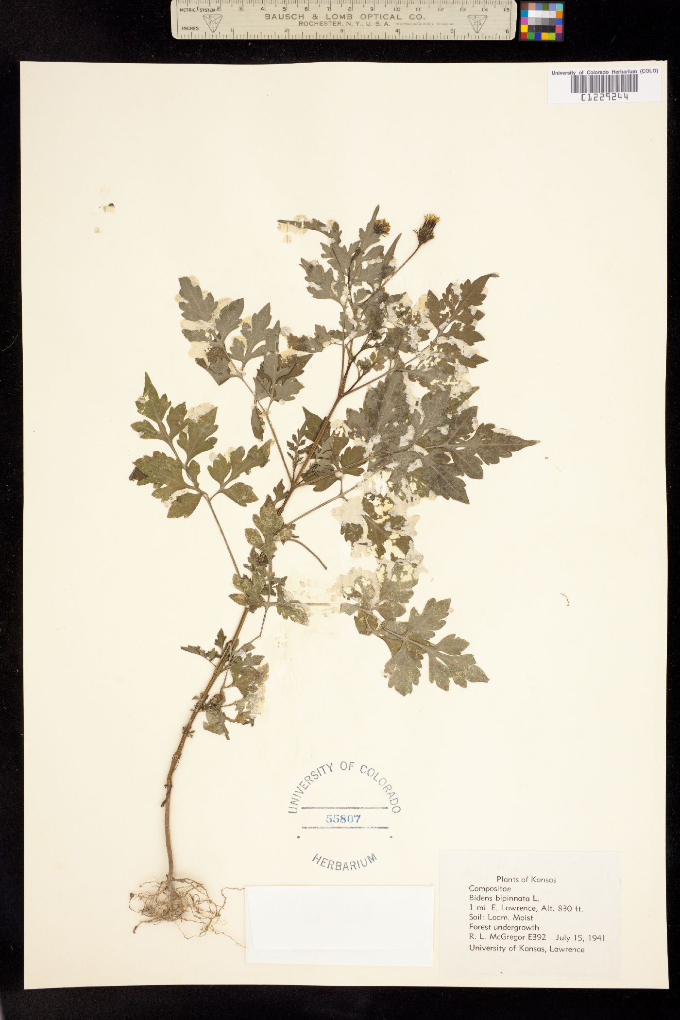 Bidens bipinnata image