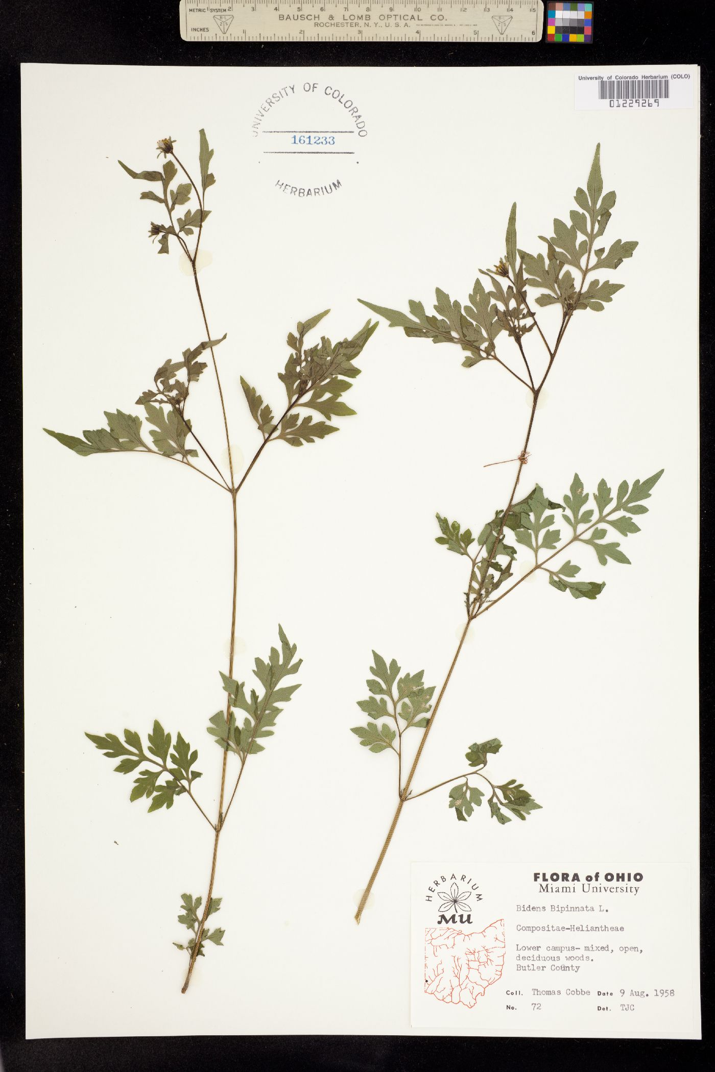 Bidens bipinnata image