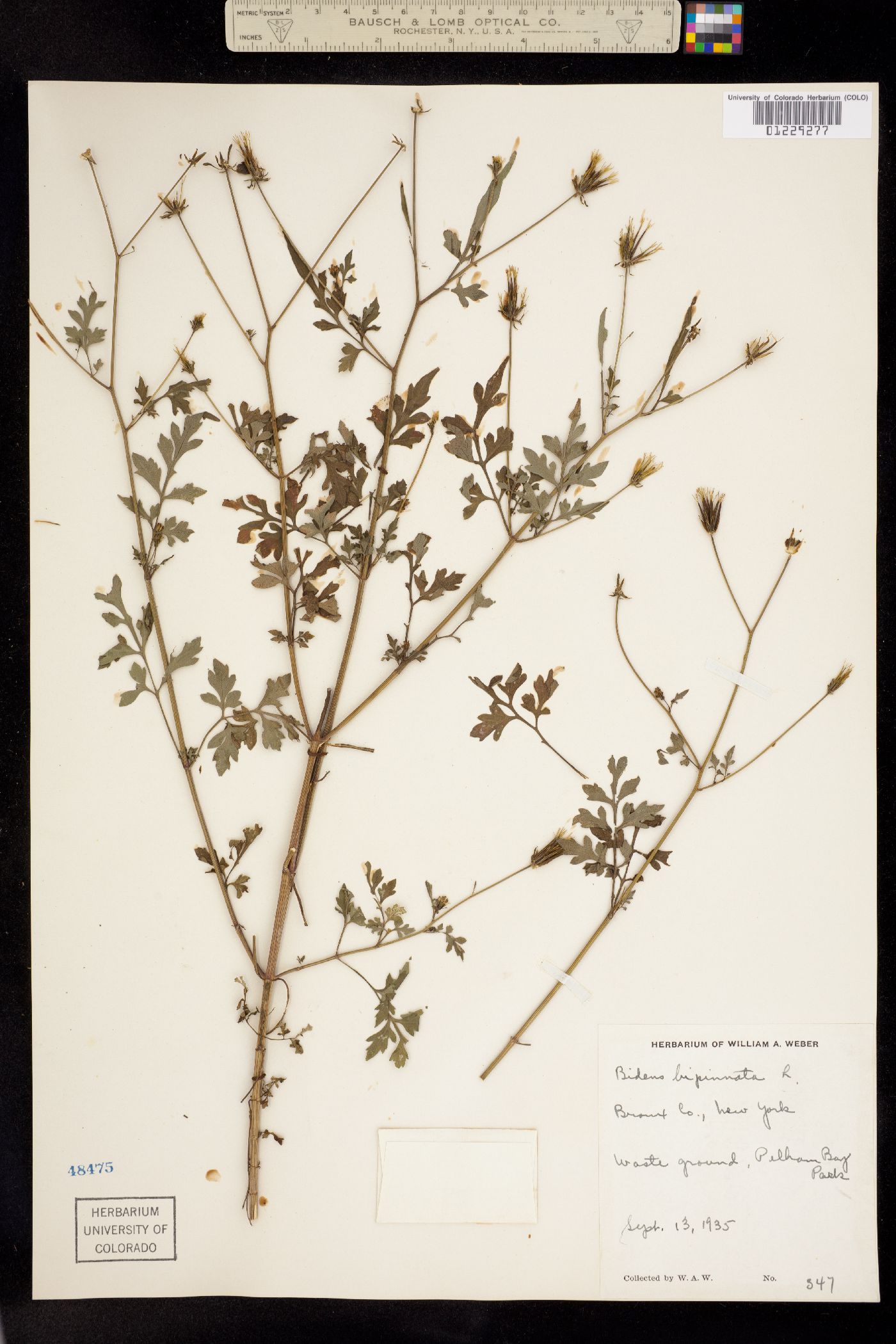 Bidens image