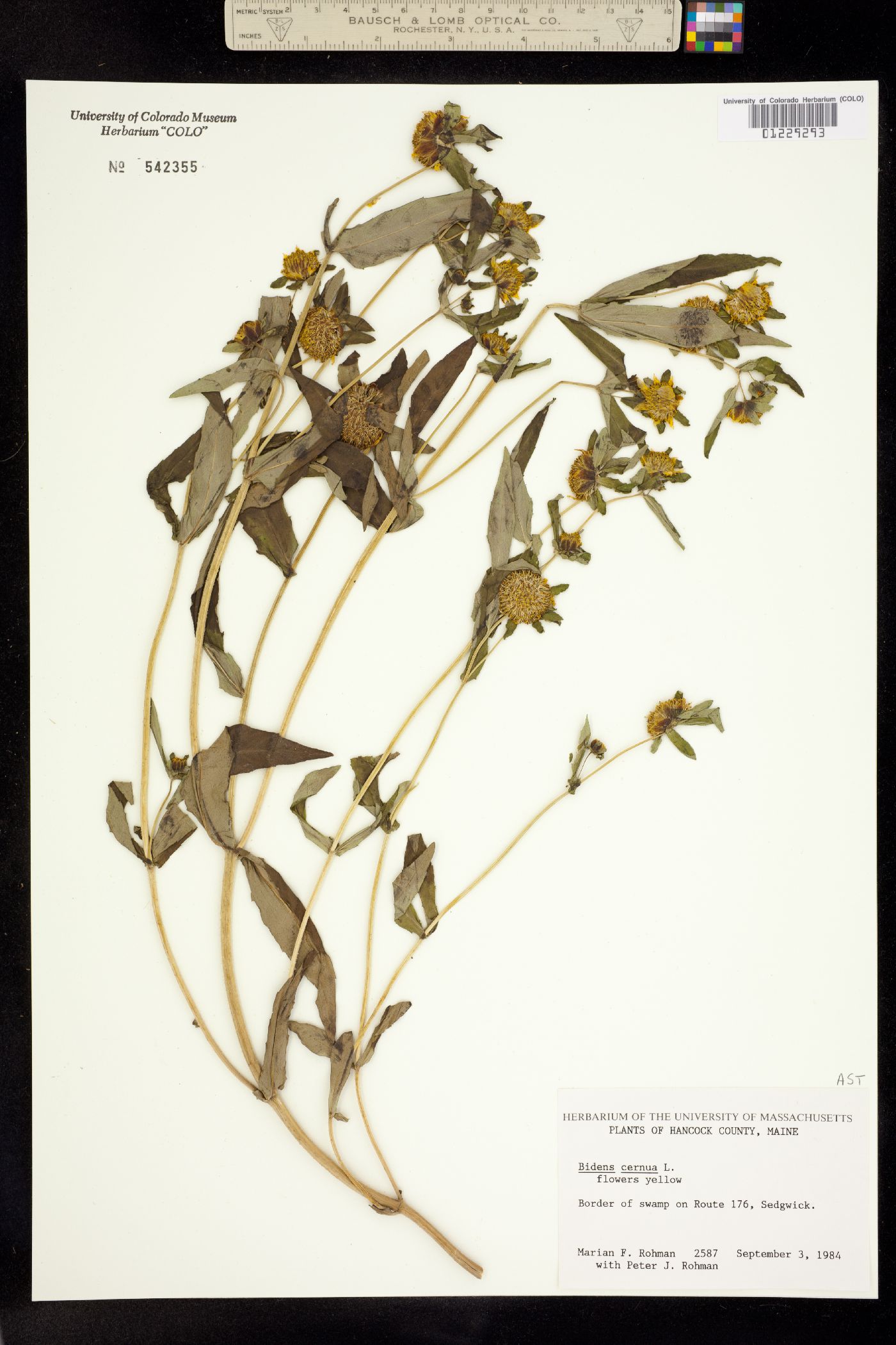 Bidens cernua image