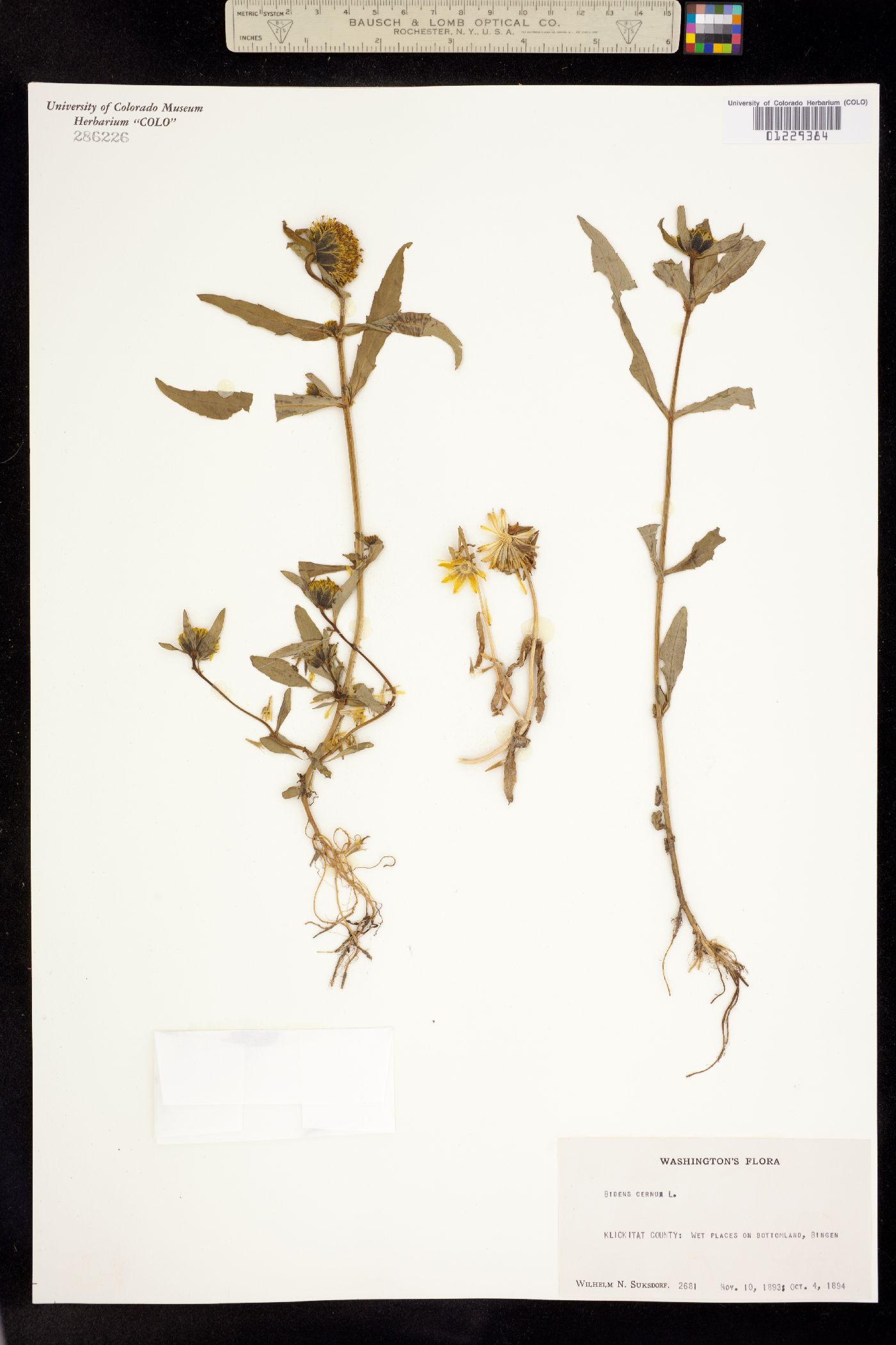 Bidens cernua image