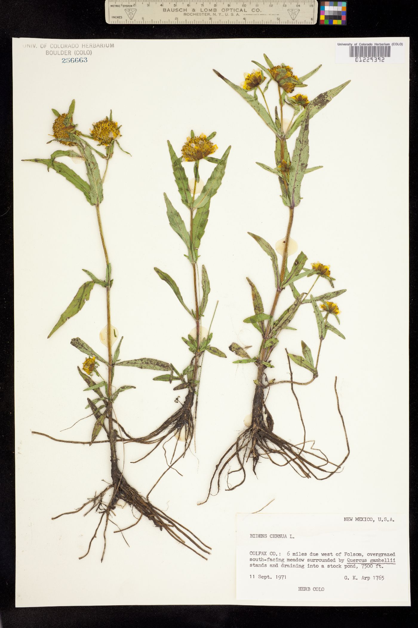 Bidens cernua image